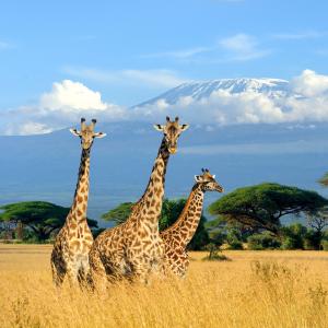 Safari privé au Kenya