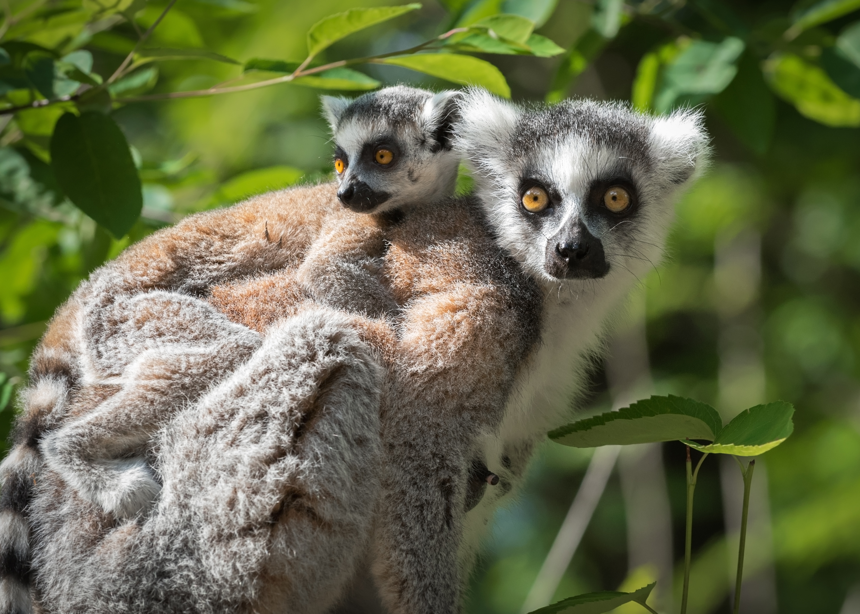A la rencontre des Lémuriens de Madagascar