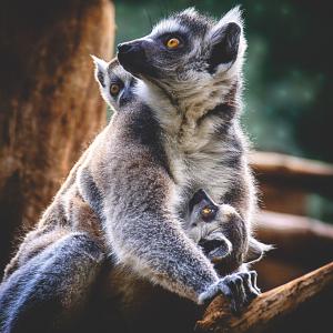 Voyage famille à Madagascar