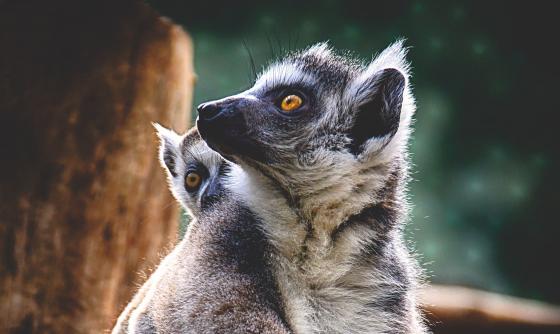 Voyage famille à Madagascar